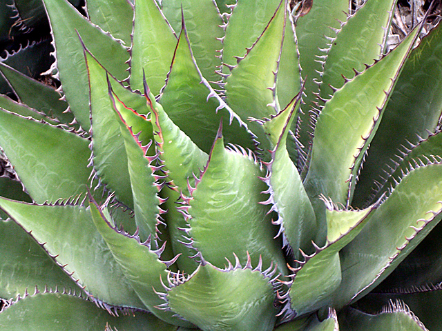 Agave
