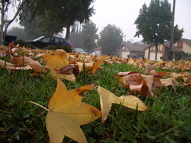 Fall Morning