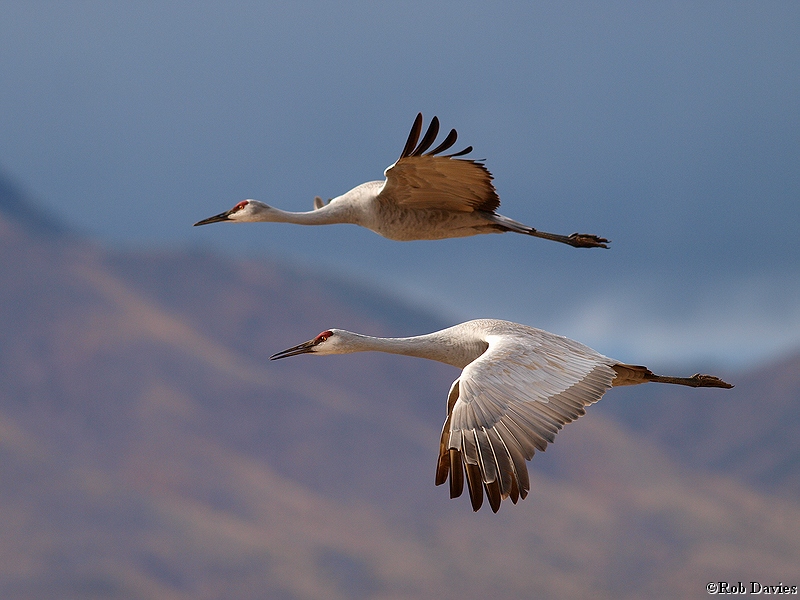 Sandhill Cranes