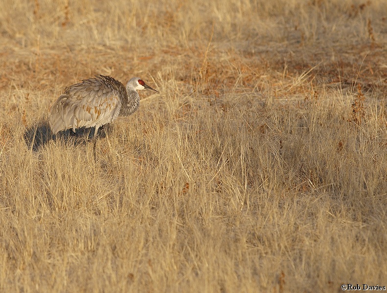 Sandhill Crane