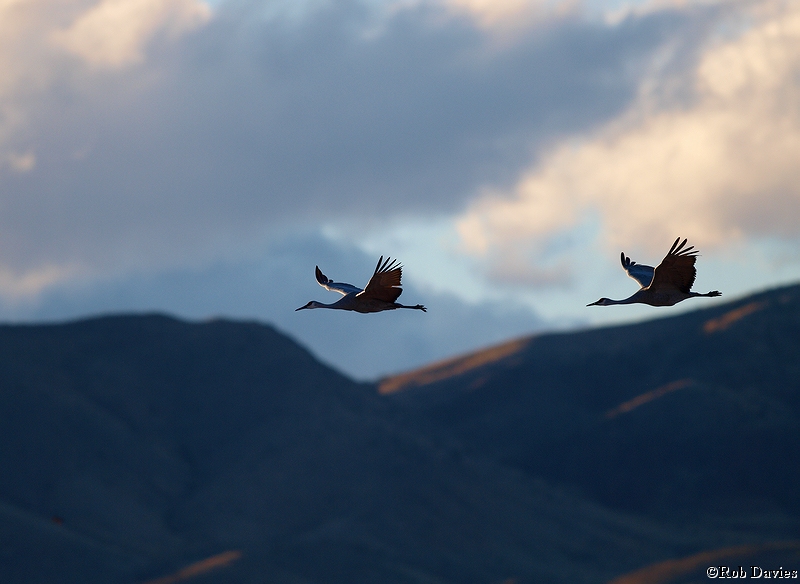 Sandhill Cranes