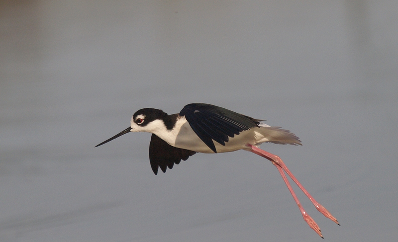 Black-necked Stilt