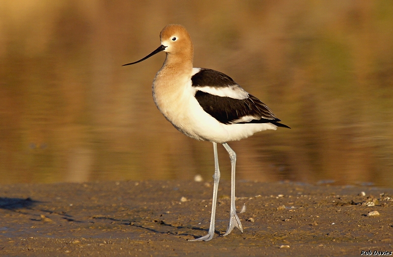 American Avocet