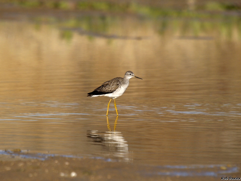 Greater Yellowlegs
