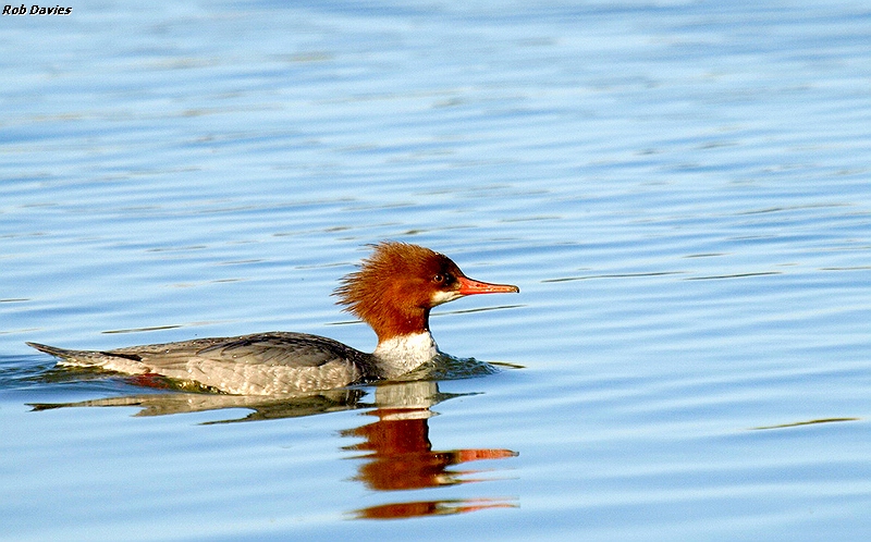Common Merganser