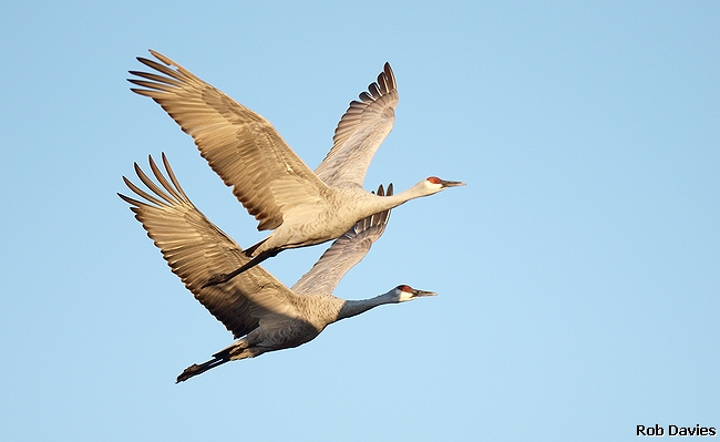 Sandhill Crane duo in flight