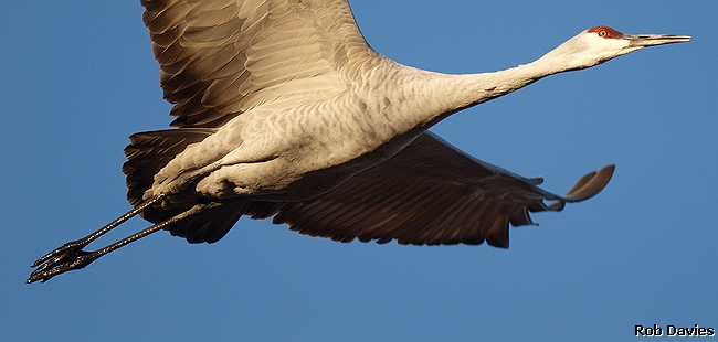 Sandhill Crane flight portrait detail