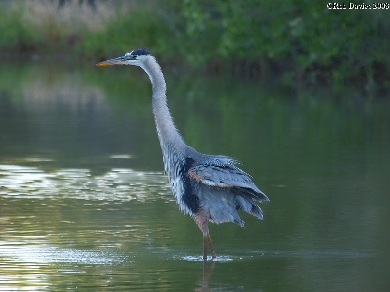 Great Blue Heron