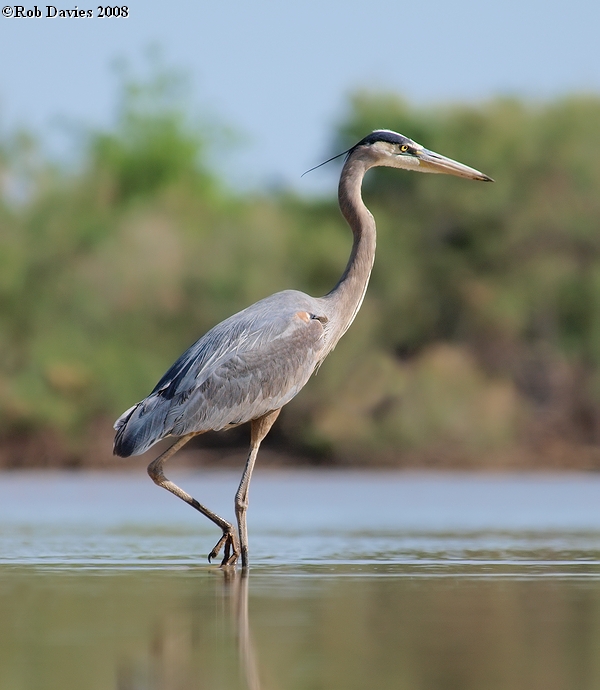 Great Blue Heron