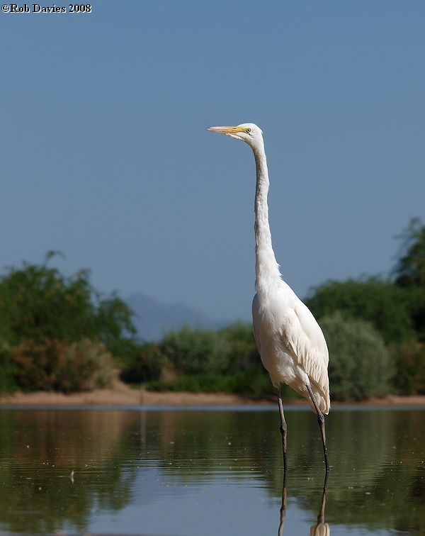 Great Egret