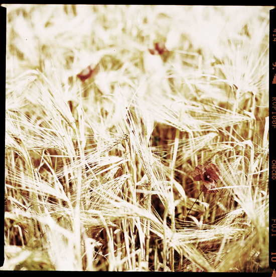 Fading Memories, A field in Belgium 2008