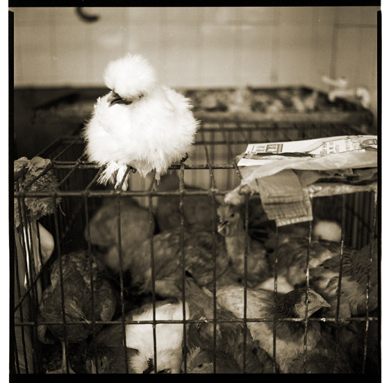 The Cockerel