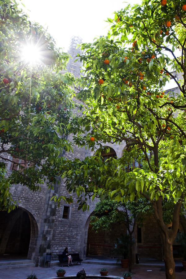 Trees near the Barcelona Cathedral.