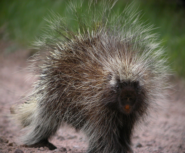 Porcupine