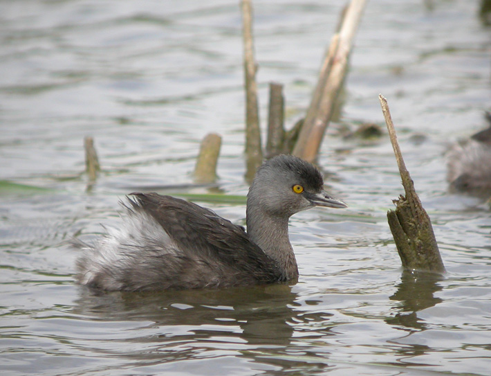 Least Grebe 2