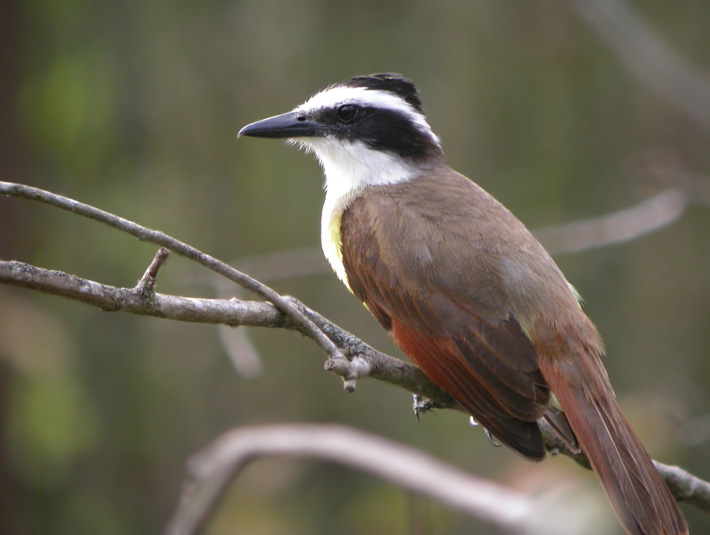 Great Kiskadee 2