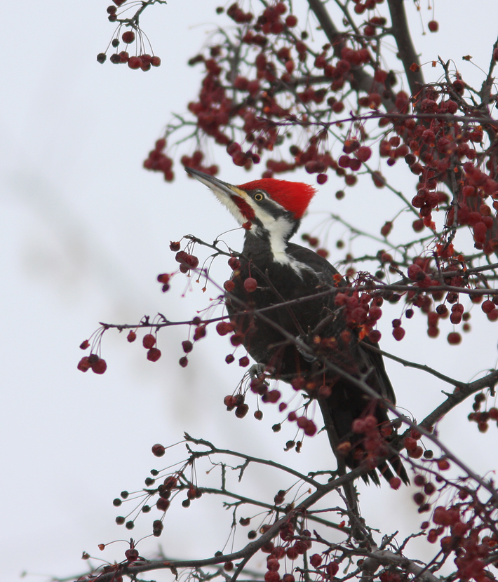 Pileated Woodpecker 2