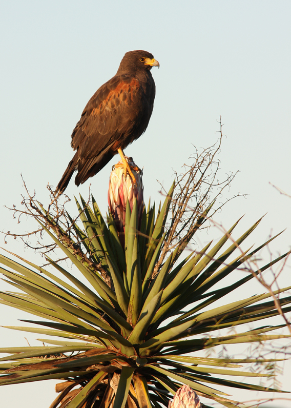Harriss Hawk
