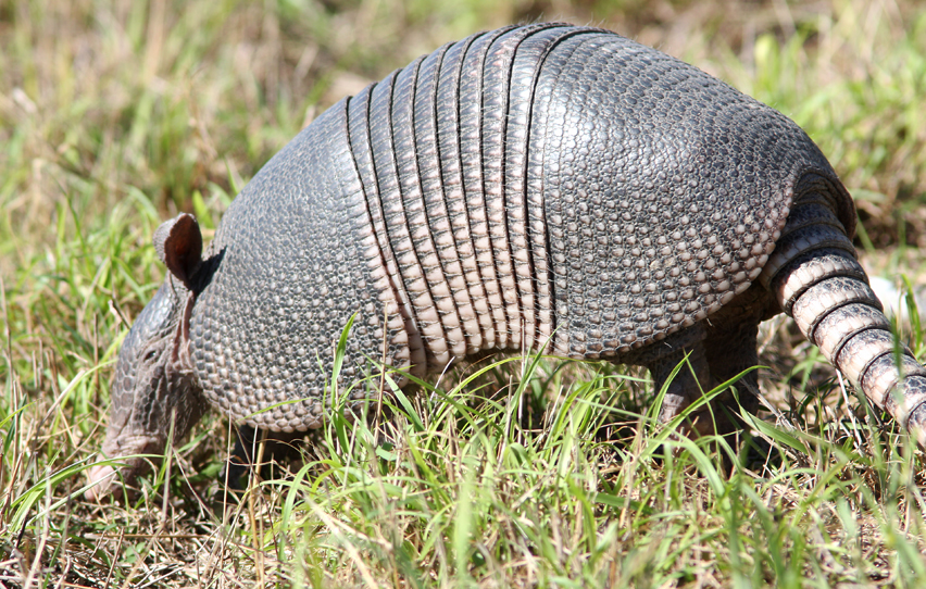 Armadillo