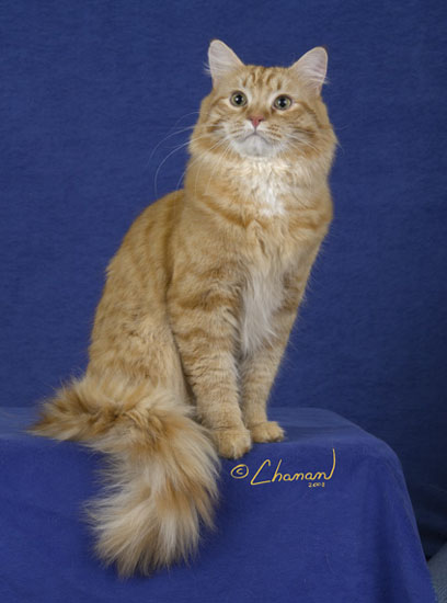 Catnipcuties Ruskiy of Reigningcats.jpg