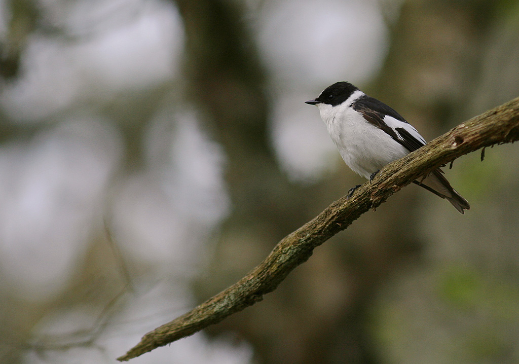 Halsbandsflugsnappare [C E Pied  Flycatcher] (IMG_0574)