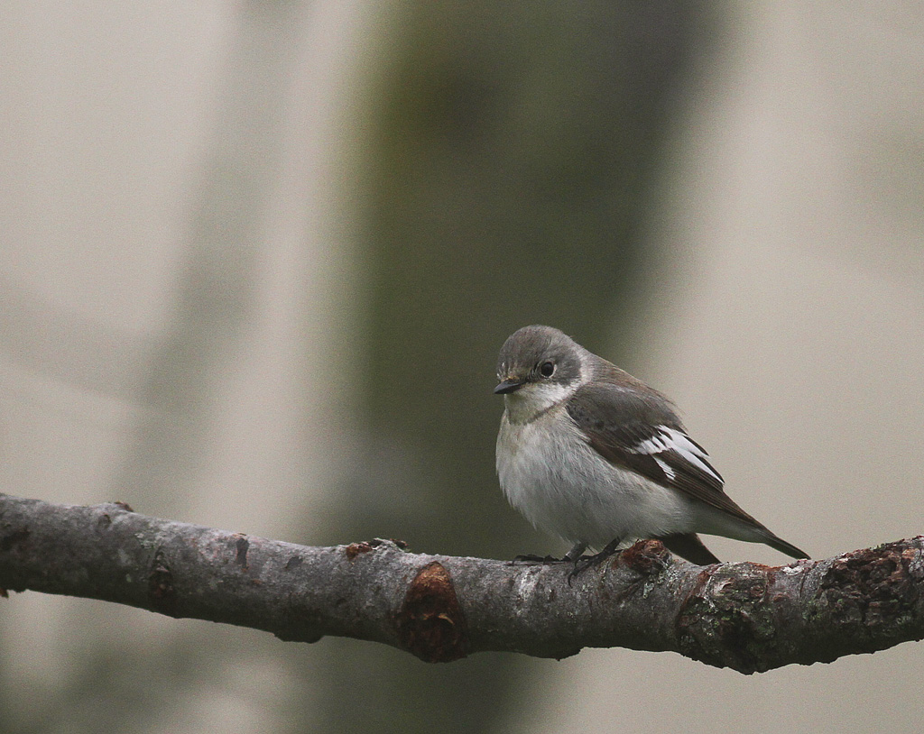 Halsbandsflugsnappare [C E Pied  Flycatcher] (IMG_2969)