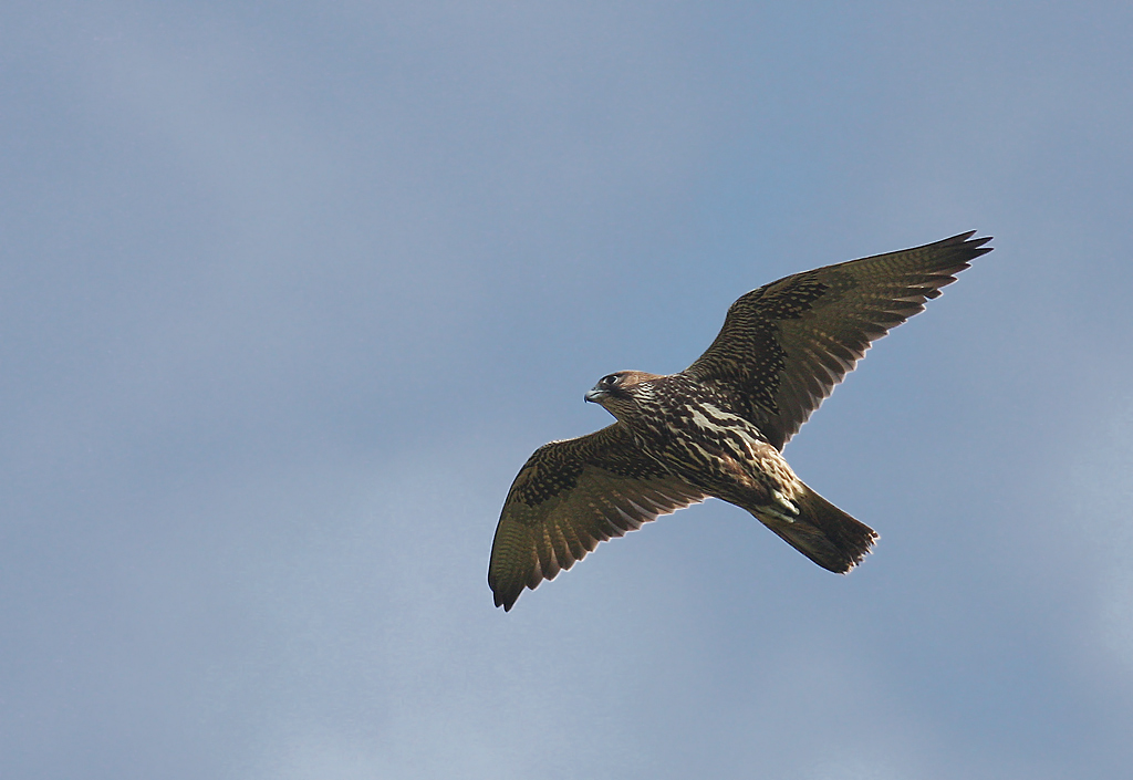 Jaktfalk [Gyr Falcon] (IMG_7397)