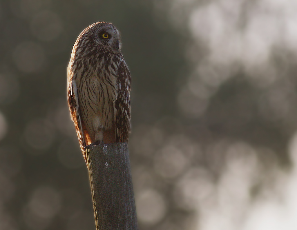 Jorduggla [Short-eared Owl] (IMG_9583)