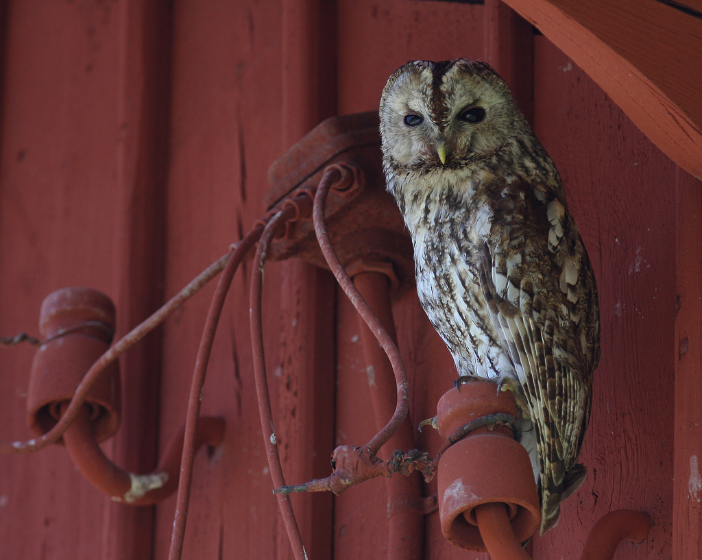 Kattuggla [Tawny Owl] (IMG_0010)