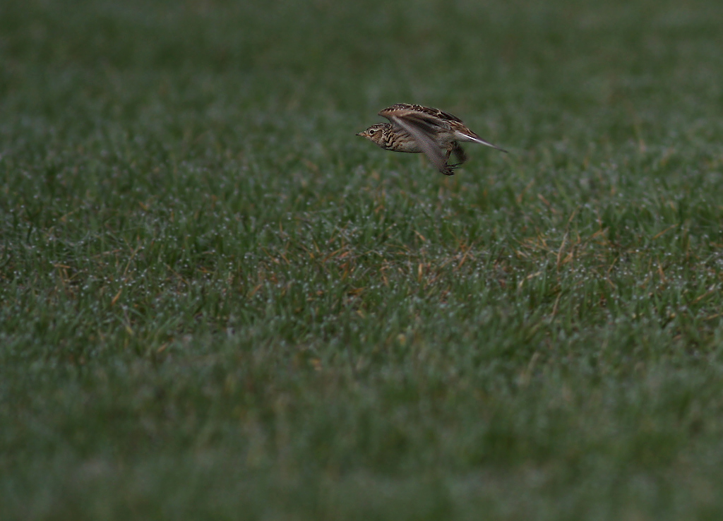 Snglrka [Eurasian Skylark] (IMG_5082)