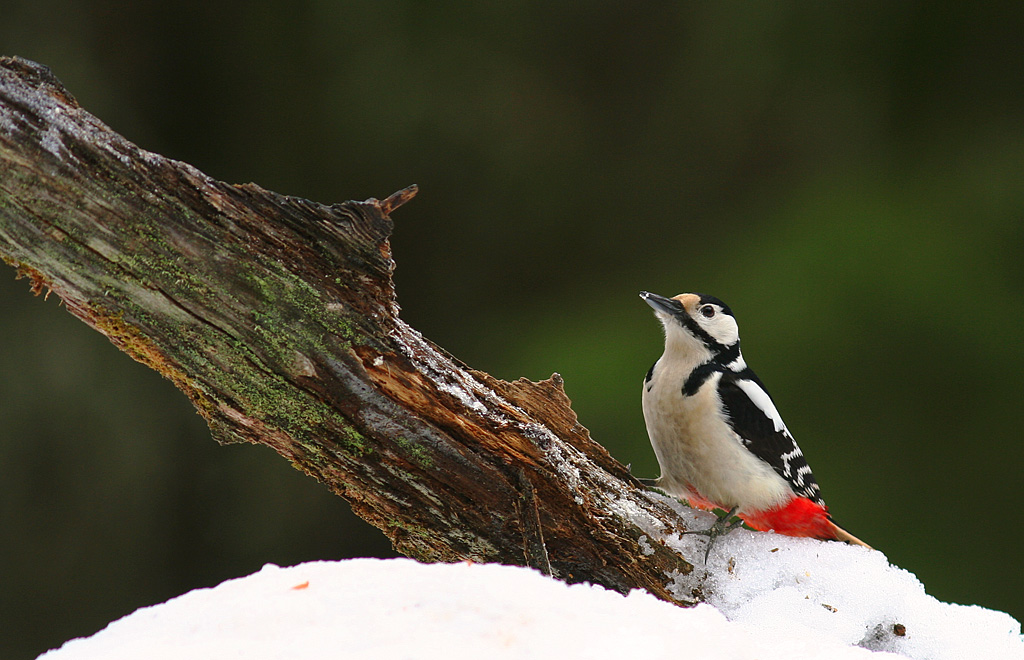 Strre hackspett [G S Woodpecker] (IMG_5902)