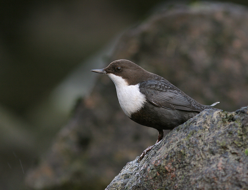 Strmstare [White-throated Dipper] (IMG_3072)