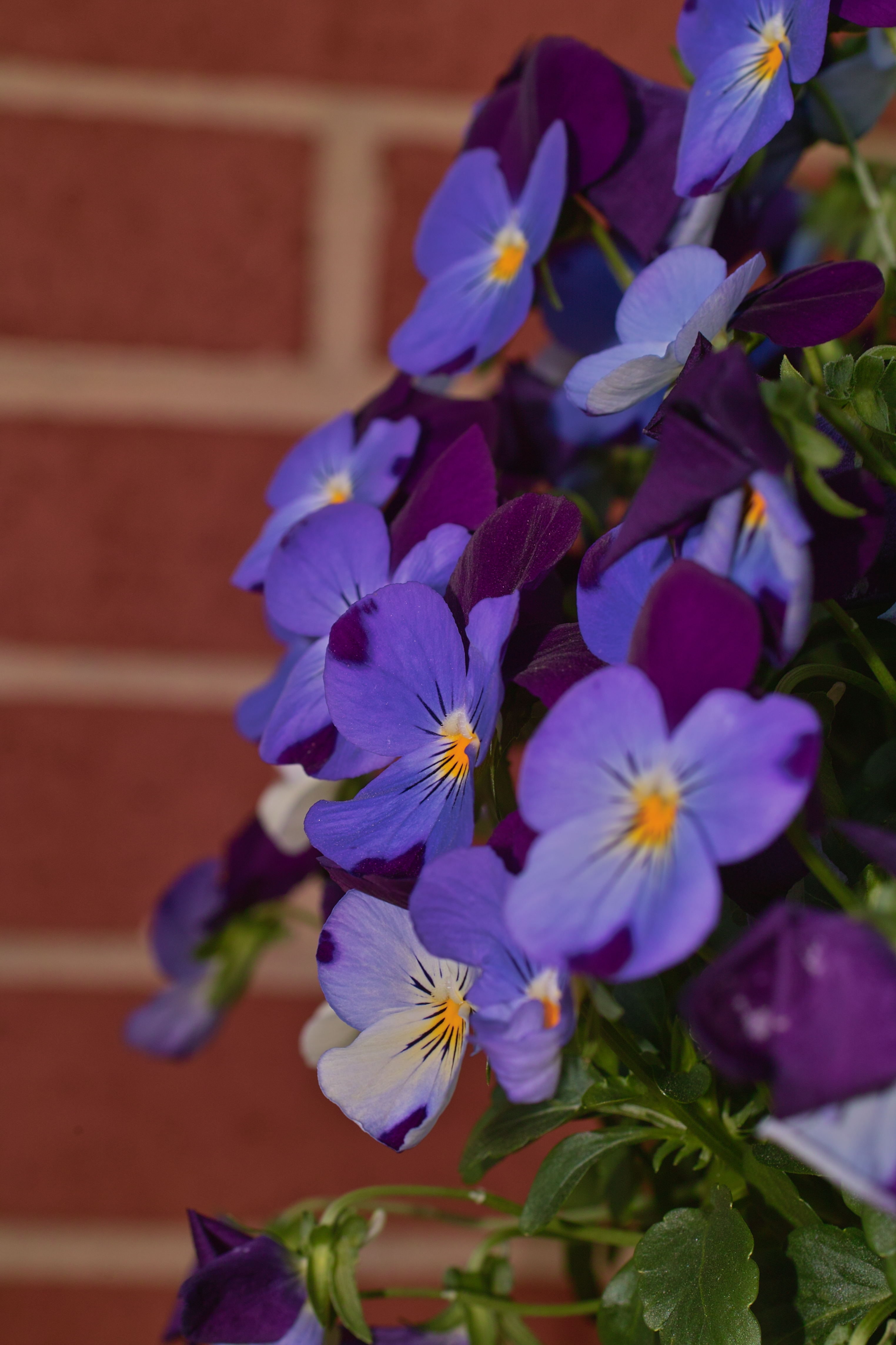 SDIM4463.JPG
