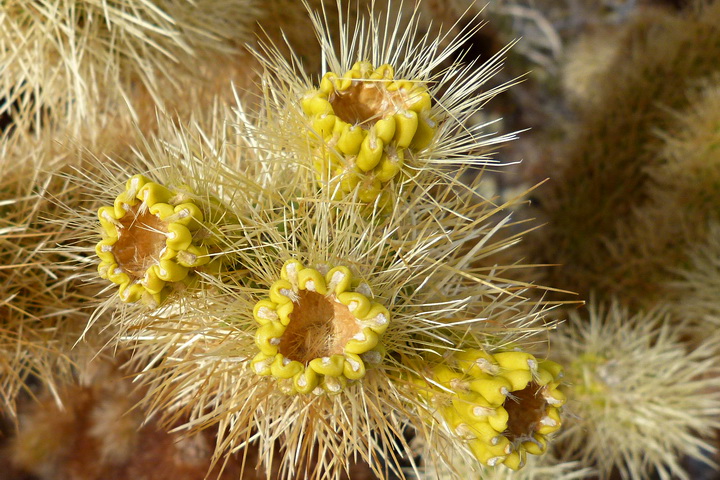 68 JoshuaTree CA, cholla cactus