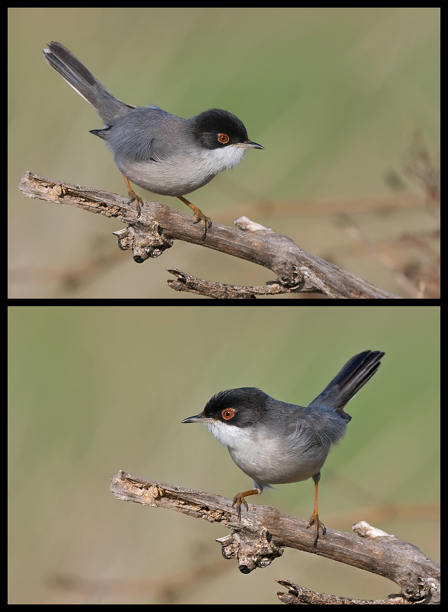 Sardinian Warbler.