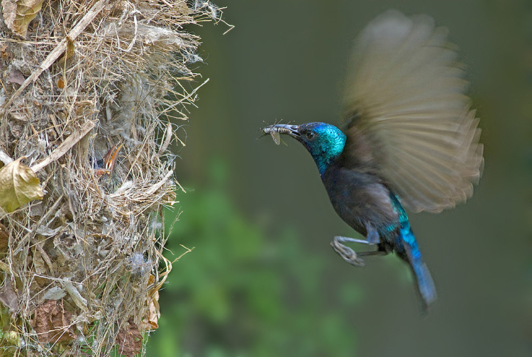 Palestine Sunbird.