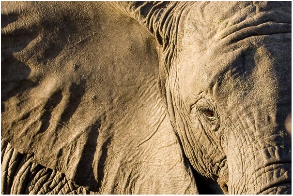 Elephant Calf Detail