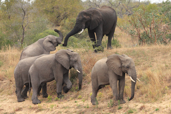 Elephants near waterhole