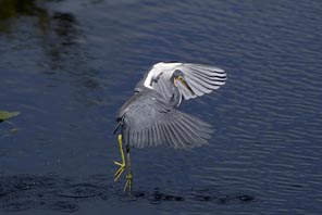 EVERGLADES 14 104 TRI-colored Heron 2 copy.jpg