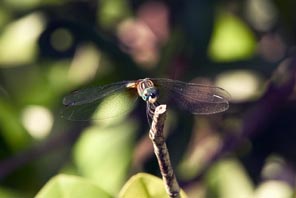 EVERGLADES  6 004 DRAGONFLY 1e copy.jpg