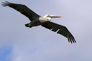 DING Darline Brown Pelican 6 fly n  12-2006 095.jpg