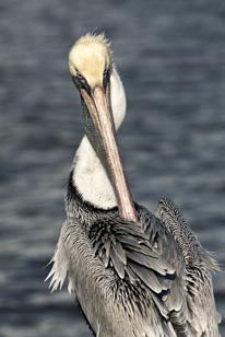DING DarlinePelican 3  12-2006 086.jpg