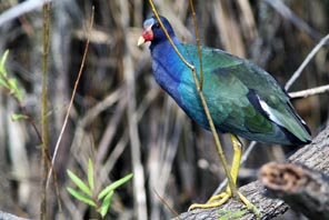 EVERGLADES  8 083 Purple Gallinule 1 copy.jpg