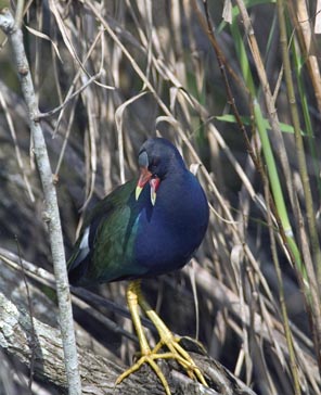 EVERGLADES  8 098 Purple Gallinule 2 copy.jpg