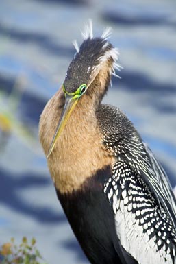 EVERGLADES Anhinga  17 187.jpg
