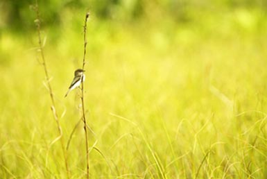 EVERGLADES Bird 17 175.jpg