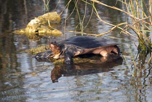 EVERGLADES Birds 20 006 Solft Shell Turtle1.jpg