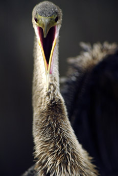 EVERGLADES Anhinga CLOSEUP 2 16 062.jpg