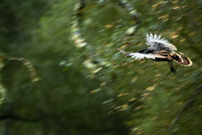 WILD TURKEYS DEER 042.jpg