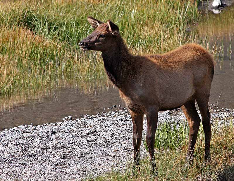 Rocky Mountain or American Elk Calf